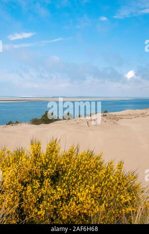 Baia di Arcachon visto dalla duna del Pyla, Gironde (33), Nouvelle-Aquitaine, Francia Foto Stock