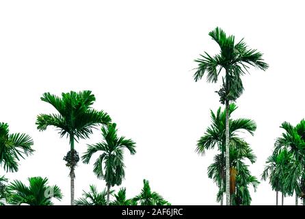 Dado di noci di arec palm (Noci di arec catecù). Dado di Betel Palm tree isolati su sfondo bianco. Prodotto commerciale. Tropical Palm tree in giardino. Noci di arec dado fattoria di Palm Foto Stock