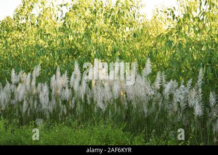 Kans erba con lo sfondo di verdi piante di eucalipto, cresce durante l'autunno, porta una sensazione di celeste per noi. Foto Stock