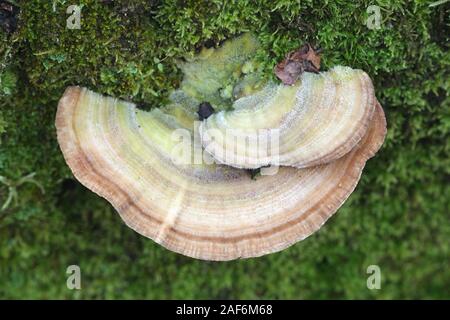 Trametes betulina noto come senza branchie polypore, betulla mazegill o multicolore polypore gill, fungo con proprietà medicinali dalla Finlandia Foto Stock