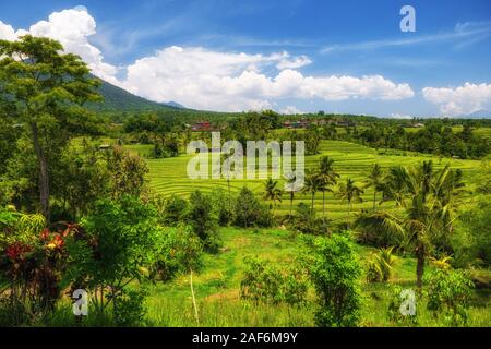 Vista del riso Jatiluwih terrazza, Bali. Foto Stock