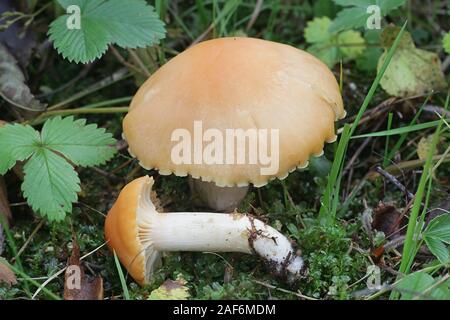 Cuphophyllus pratensis, noto come prato waxcap, prato tappo ceroso, salmone tappo ceroso o burro meadowcap, funghi dalla Finlandia Foto Stock