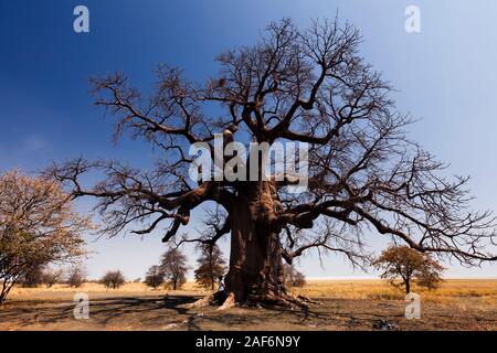 Enorme albero di baobab in cespuglio, isola di kukonje, Sowa pan (sua pan), Makgadikgadi padelle, Botswana, Africa Meridionale, Africa Foto Stock