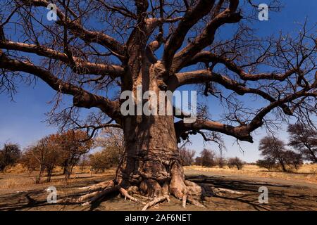 Enorme albero di baobab in cespuglio, isola di kukonje, Sowa pan (sua pan), Makgadikgadi padelle, Botswana, Africa Meridionale, Africa Foto Stock