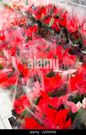 Poinsettia fiore di Natale che vendono fiori prima di Natale nel grande negozio Foto Stock