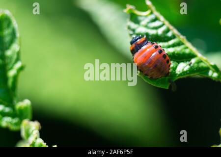 Il Colorado potato beetle larva su una foglia di patata, close up foto macro Foto Stock