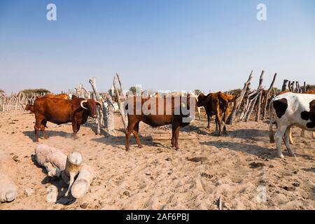 Allevamento di bovini in aree remote accanto a Sowa PAN (Sua PAN), Makgadikgadi Pans, Botswana, Africa meridionale, Africa Foto Stock