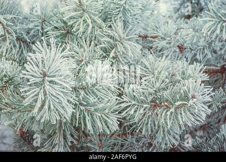 Fluffy congelati rami di pino close up foto, inverno schema naturale Foto Stock