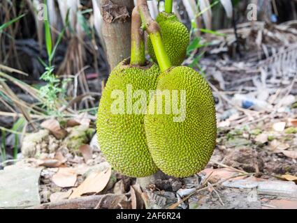 Jackfruit verde crescente sul Vietnam ad albero Foto Stock