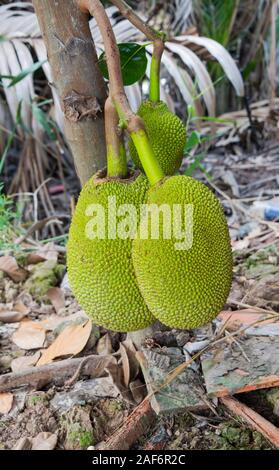 Jackfruit verde crescente sul Vietnam ad albero Foto Stock