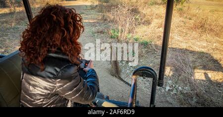 Spettacolare vista ingrandita di leopard durante il safari con tourist Foto Stock