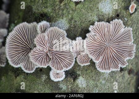 Schizophyllum comune, noto come split gill o fungo splitgill, medicinali selvatiche fungo dalla Finlandia Foto Stock