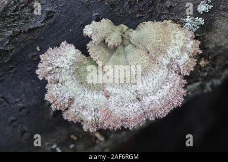 Schizophyllum comune, noto come split gill o splitgill, funghi selvatici funghi medicinali dalla Finlandia Foto Stock