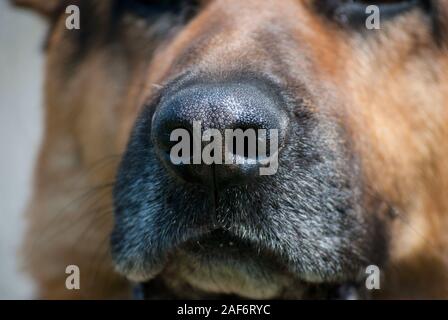 Immagine ravvicinata del cane naso Foto Stock