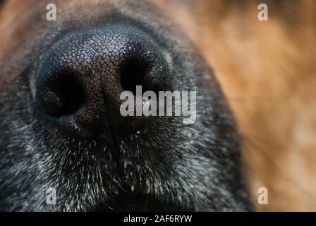 Immagine ravvicinata del cane naso Foto Stock