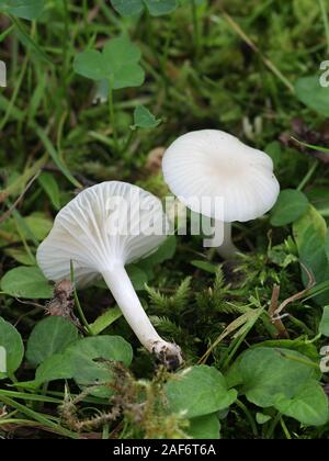 Cuphophyllus virgineus, noto come waxcap nevoso di funghi selvatici da Finlands Foto Stock