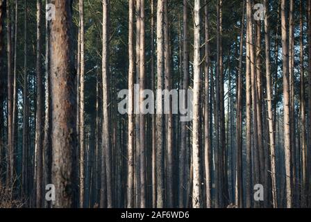 Fitta pineta closeup Foto Stock