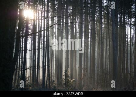 Calmo mattino nella foresta di pini, alberi scuri, con sole splendente e raggi tra le linee Foto Stock