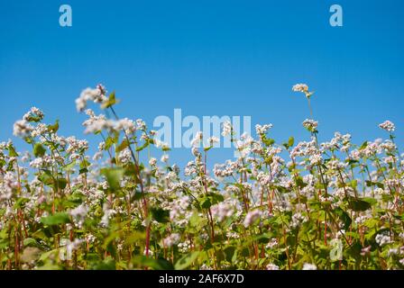 Il grano saraceno fiori sul campo Foto Stock