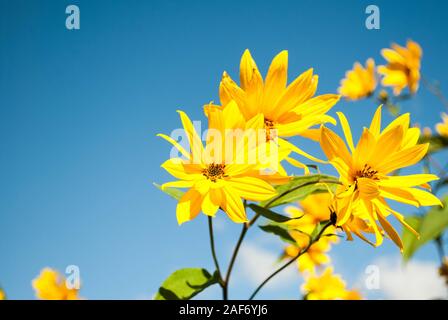 Fiori di colore giallo - helianthus rigidus - closeup sul cielo blu sullo sfondo. Una delle molte specie di girasoli. Fiore di autunno Foto Stock