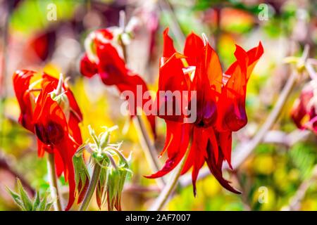 Sturt Desert Pea, più noto formalmente come Swainsona formosa. Foto Stock