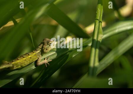 Un camaleonte in un denso fogliame verde pronto per colpire Foto Stock