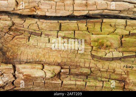 Il vecchio legno marcio di una betulla, close-up, sfondo naturale Foto Stock