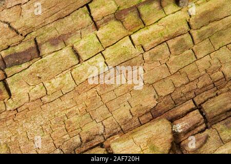 Il vecchio legno marcio di una betulla, close-up, sfondo naturale Foto Stock