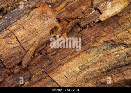 Il vecchio legno marcio di una betulla, close-up, sfondo naturale Foto Stock