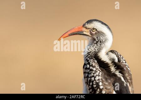 Rosso del sud fatturati Hornbill, Kruger, Sud Africa Foto Stock