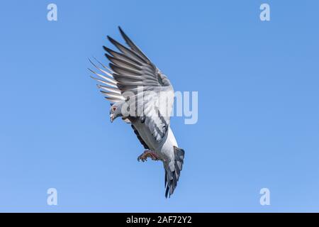 L'atterraggio di un piccione viaggiatore con alette divaricate Foto Stock