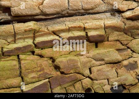 Il vecchio legno marcio di una betulla, close-up, sfondo naturale Foto Stock