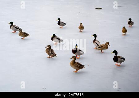 Gruppo di anatre in piedi sul ghiaccio su uno stagno congelato a Sheffield. Foto Stock