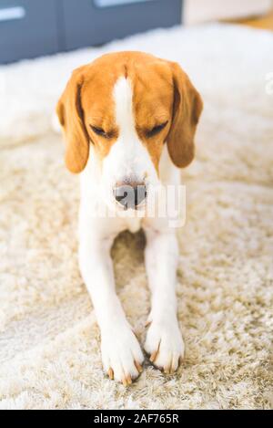 Cane Beagle stanco sdraiato sul pavimento moquette. Foto Stock