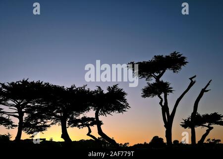 Tramonto A Pacific Grove, Monterey County, California, Stati Uniti Foto Stock