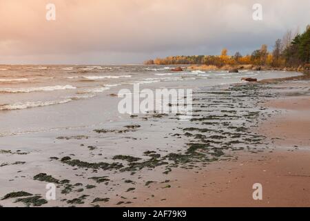 Mar baltico in autunno. Paesaggio naturale con acqua di terra e di alghe in sabbia bagnata sotto nuvoloso cielo blu Foto Stock