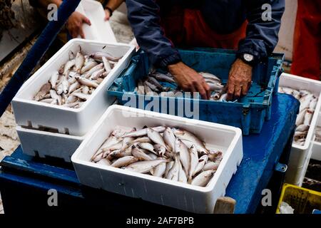 Primo piano di un pescatore a bordo di smistamento del pesce appena pescato come la sua barca arriva alla pesca por Foto Stock