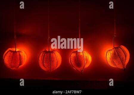 Appendere physalis - un arancione sogno lucido decor. Lo sfondo o il tema per l'autunno umore Foto Stock