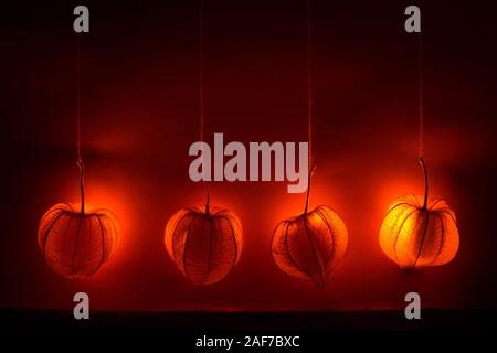 Appendere physalis - un arancione sogno lucido decor. Lo sfondo o il tema per l'autunno umore Foto Stock