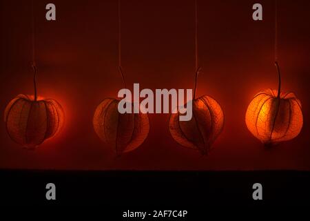 Appendere physalis - un arancione sogno lucido decor. Lo sfondo o il tema per l'autunno umore Foto Stock
