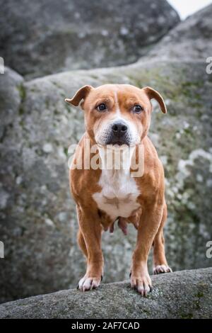 Staffordshire Bull Terrier in piedi su una roccia Foto Stock