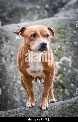 Staffordshire Bull Terrier in piedi su una roccia Foto Stock