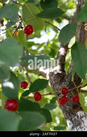 Cherry cresce su un albero. Il vento soffia su di un albero ciliegio. Sui rami visibili ripe rosso ciliegia. Foto Stock