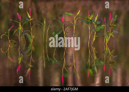 Smartweed crescendo in Wisconsin settentrionale. Foto Stock