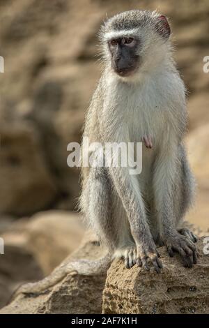 Vervet monkey (Chlorocebus pygerythrus) occhiatura le cose. Foto Stock