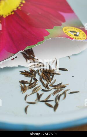 Cosmos bipinnatus 'Dazzler" sementi e pacchetto. Regno Unito Foto Stock