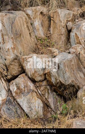 Tanzania. Parco Nazionale di Tarangire e. Rock Hyrax su pietre di granito di Tarangire Kopje (Kopjie). Foto Stock