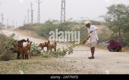 Rajasthani uomo e donna con allevamento di capre durante lo smog in una fredda giornata a Beawar. (Foto di Sumit Saraswat/Pacific Stampa) Foto Stock