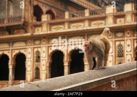 Faccia rossa monkey camminando nel tempio delle scimmie. Macaque all antico tempio sullo sfondo Foto Stock