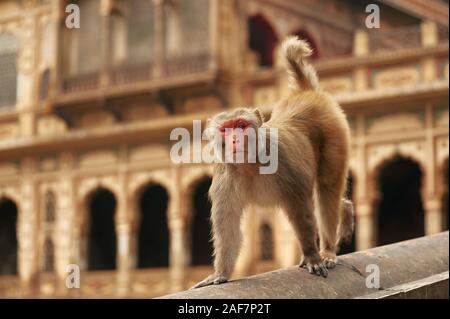 Faccia rossa monkey camminando nel tempio delle scimmie. Macaque all antico tempio sullo sfondo Foto Stock